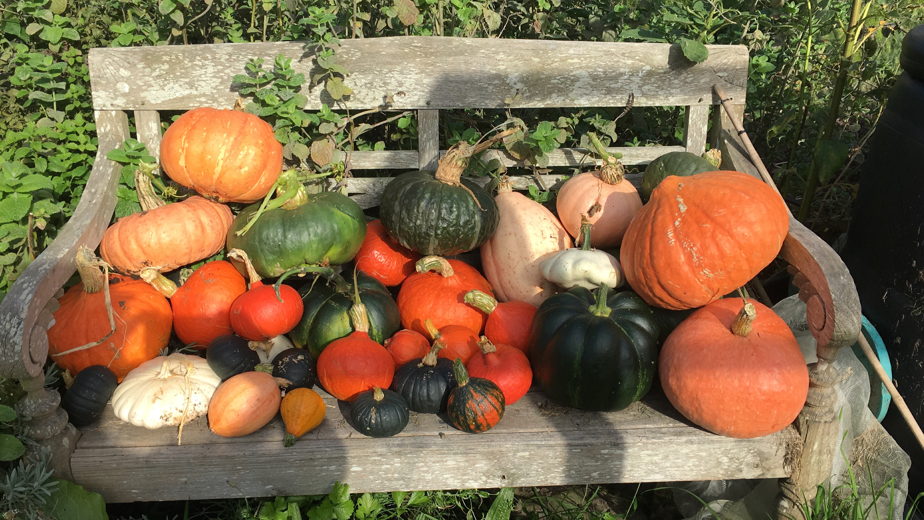 pumpkins on a bench